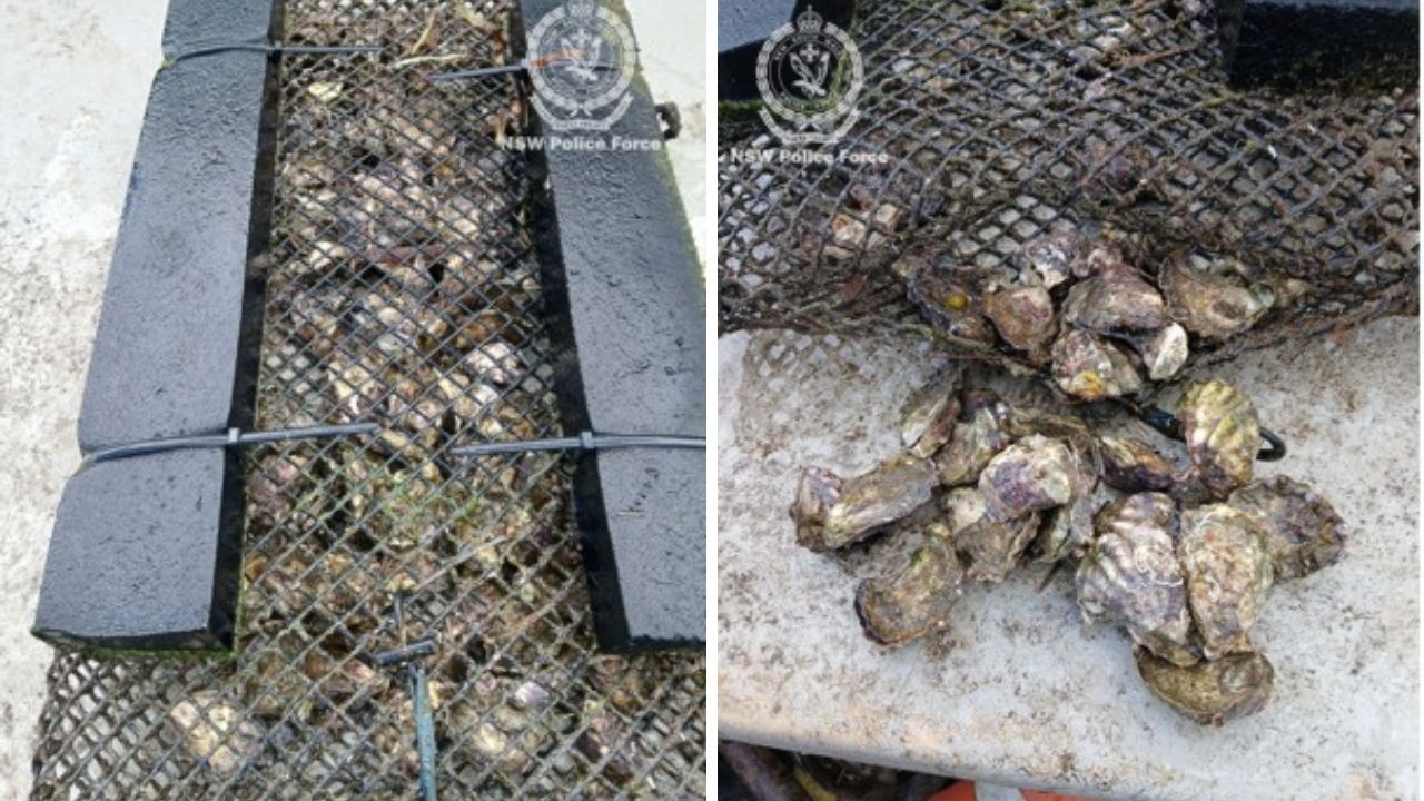 Thousands of oysters stolen in heist right before Christmas