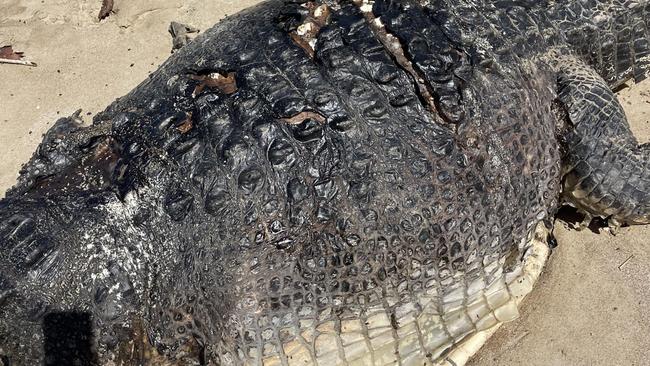 CONFRONTING IMAGES: A $10,000 reward has been offered over the dismembering of crocodiles in Far North Queensland