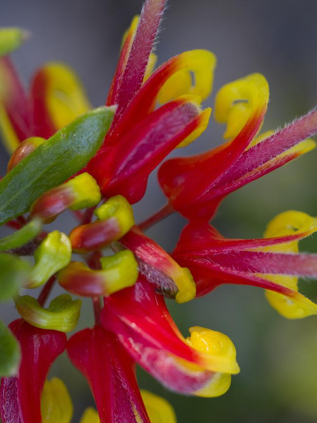 Grevillea 'Firecracker’.