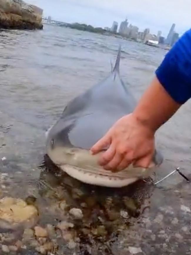 Screengrabs from the stunning vision show the large bull shark caught in Sydney Harbour. Credit:@huss—fisho