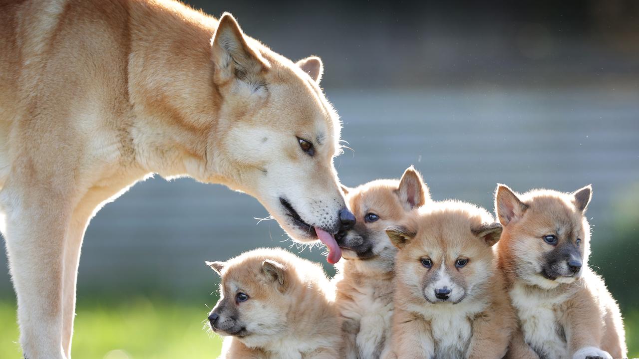 New genetic research shows 87 per cent of Victorian dingoes are pure breed. Pcture: David Caird