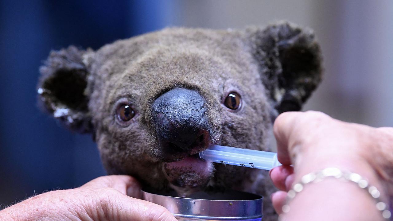 A photo taken on November 2, 2019 shows a dehydrated and injured koala receiving treatment at the Port Macquarie Koala Hospital in Port Macquarie. Picture: Saeed KHAN