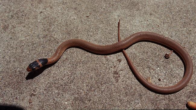 Beware, baby brown snakes are still on the move.