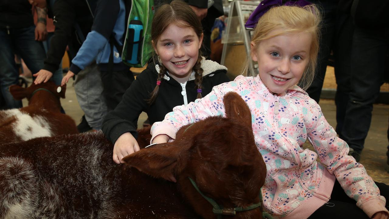 Chloe, 10, and Aleisha Young, 7, from Oearcedale, with Finley High School calf at the Royal Melbourne Show. Picture: Yuri Kouzmin