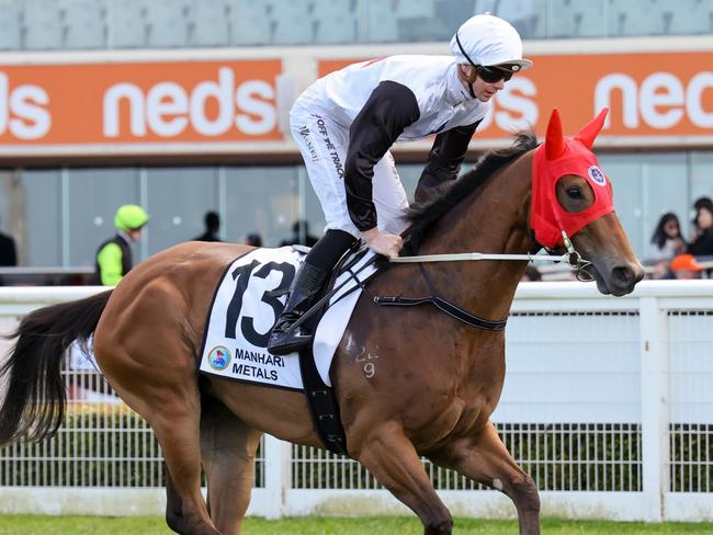 Cholante on the way to the barriers prior to the running of the Manhari Metals Thoroughbred Club Stakes at Caulfield Racecourse on October 08, 2022 in Caulfield, Australia. (Photo by George Sal/Racing Photos via Getty Images)