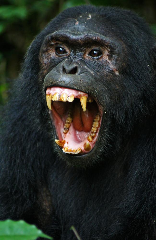 The chimps in the village are reportedly "not scared of humans". Picture: iStock