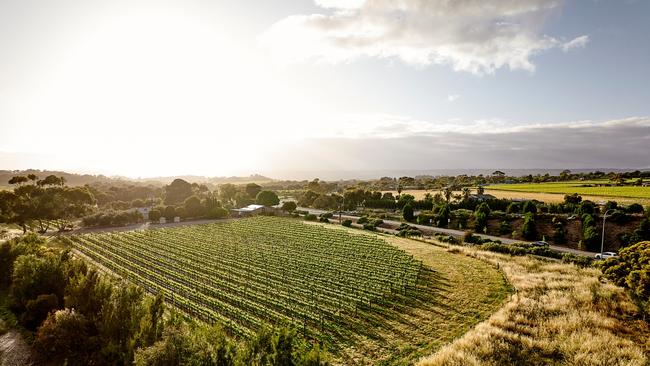 ShingleBack Wines grapes at McLaren Vale.