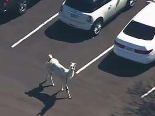 Llama drama unfolds in America