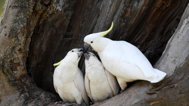 The tree is home to a family of Sulphur-crested Cockatoos, not unlike these ones pictured in Geelong.