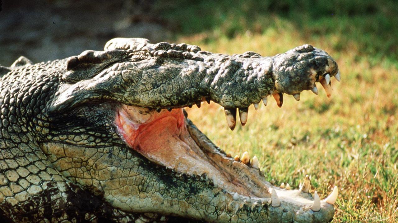 Two crocodiles have been sighted within a week near a sporting club in North Rockhampton.