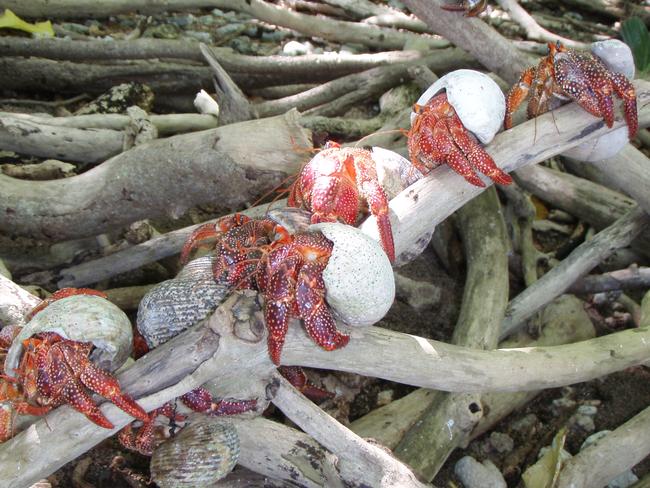 Hermit crabs gather on tree roots for their daily catch-up.