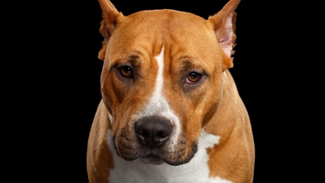 An American staffordshire terrier. File picture: iStock.