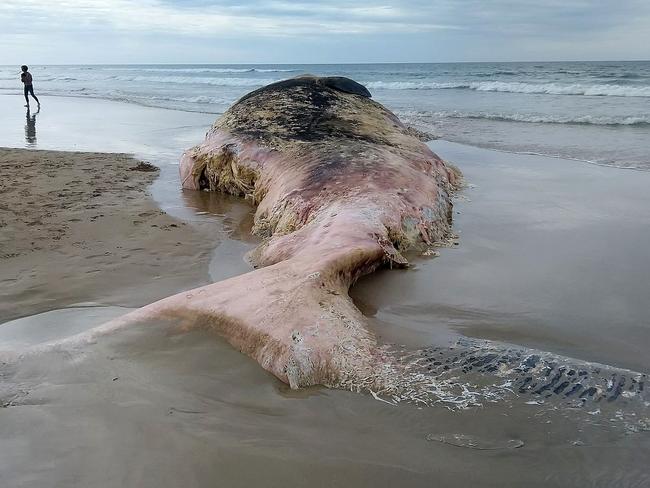 A sperm whale has washed up on Fairhaven beach. Picture: Phil Skeggs *** MUST CREDIT***