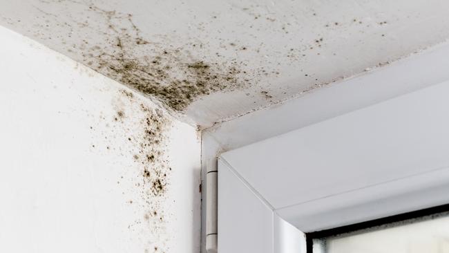 Jacob asks Dr Zac Turner if the mould in his mother’s apartment could cause serious health consequences. Picture: iStock