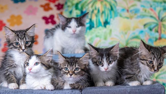 Do you own a cat or are you thinking of buying one? Get across your local councils regulations on cat ownership in this comprehensive guide to all Victorian councils. Picture: Jason Edwards