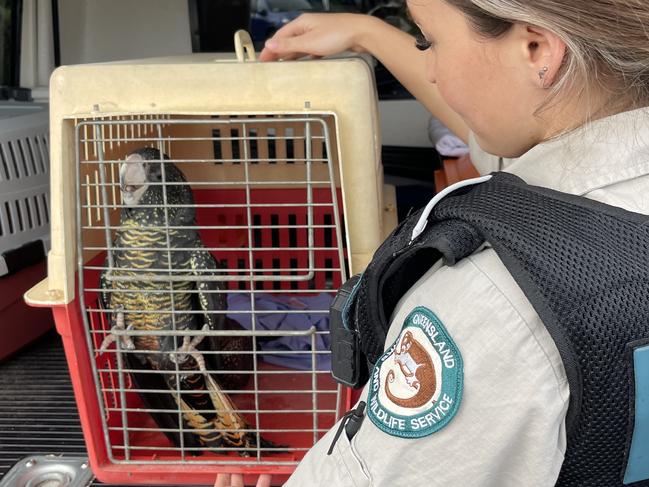 Wildlife officers took possession of three red-tailed black cockatoos an investigation concluded the seller did not have the lawful authority to sell the birds.