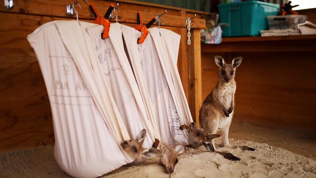 Fire-impacted, orphaned pouch-rescued Eastern Grey Kangaroo joeys at the property of WIRES Carers Kevin and Lorita Clapson in East Lynne, South of Sydney. (AAP Image/Steven Saphore)