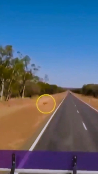 'Heartbreaking' moment trainee truckie hits kangaroos on Aussie road
