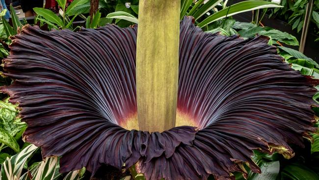 The corpse flower at the Geelong Botanic Gardens. Picture: City of Greater Geelong