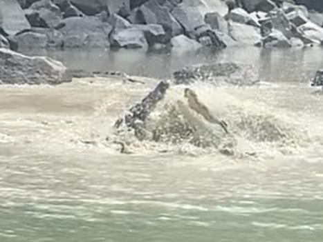 VIDEO: Massive croc fight at Cahills Crossing