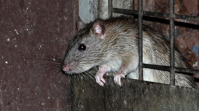 Rats are seeking higher ground. Picture: Bill Hearne