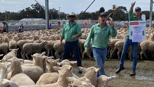 Auctioneers take bids at the Corowa first cross sale last year – prices are expected to be back this Friday when the offering hits the market.