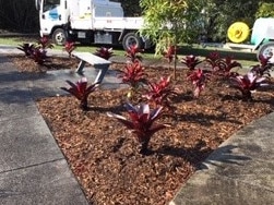 Plants have gone missing from a Gold Coast park just hours after they were first planted.