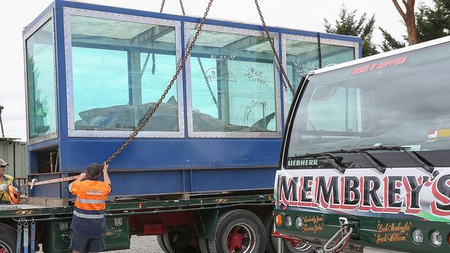 The huge fish had been left in its tank after Wildlife Wonderland was forced to close in 2012. Picture: Ian Currie