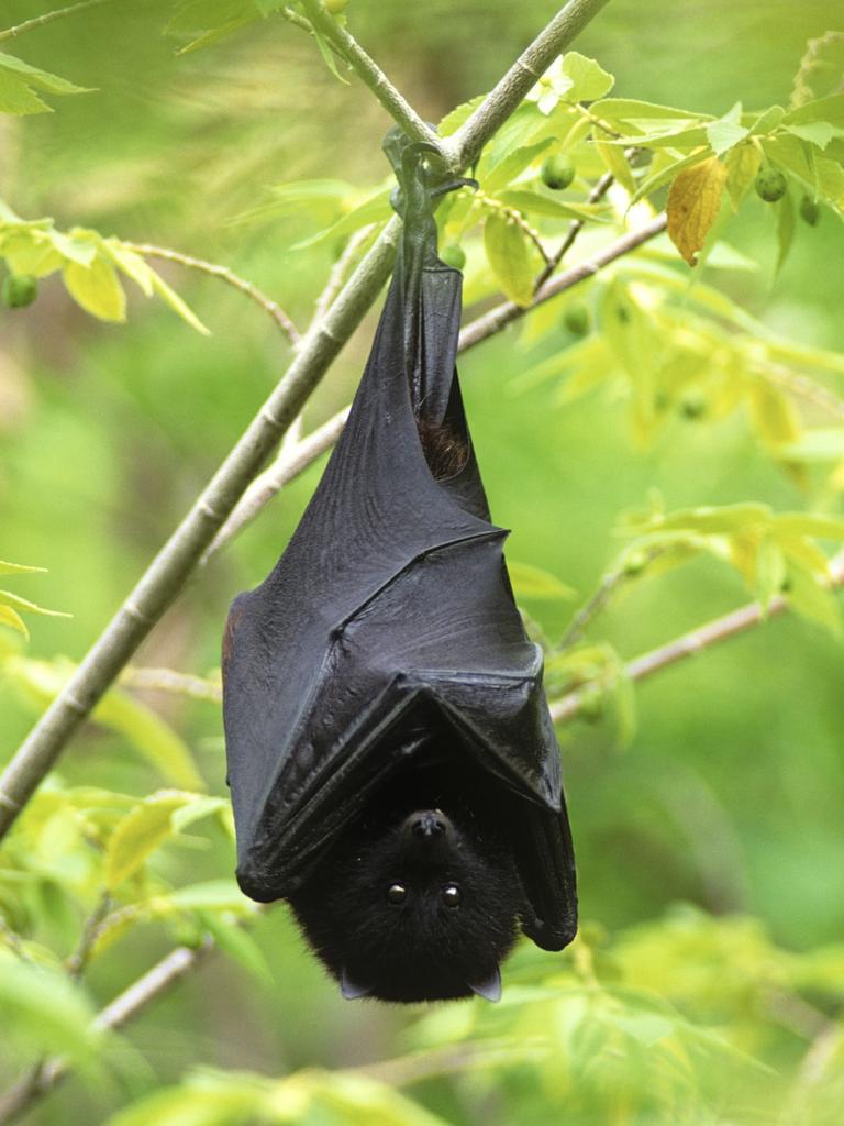 <p>Christmas Island fruit-bat (Pteropus melanotus), a day-flying fruit bat, roosting, with talon joints locked over the branch and kept locked by the bats weight. Christmas Island, Indian Ocean (Australian Territory). Picture: supplied</p>