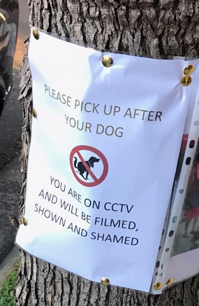 All eyes are on dog walkers in Kirribilli.