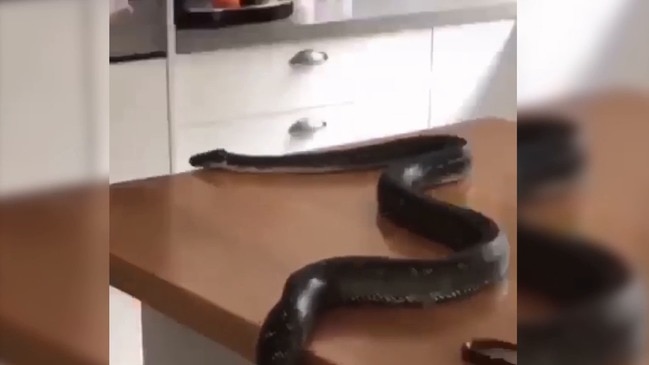 Huge snake on kitchen bench at Tumbi Umbi