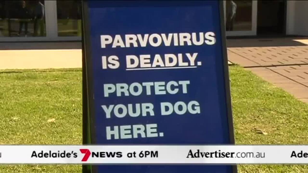 The Advertiser, 7NEWS Adelaide: School bus explodes, Dog virus warning