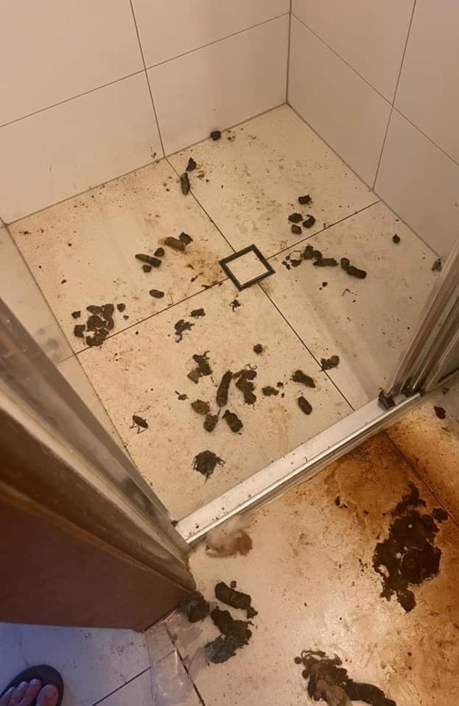 Faeces were discovered on the floor on the Moreton Bay property.