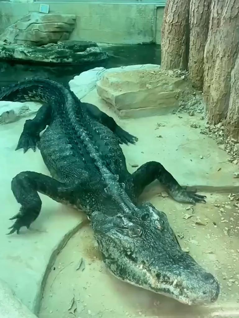 Picture shows a crocodile that is so thin that it is just skin and bones in Guangzhou Zoo in China. Picture: AWR/newsX.