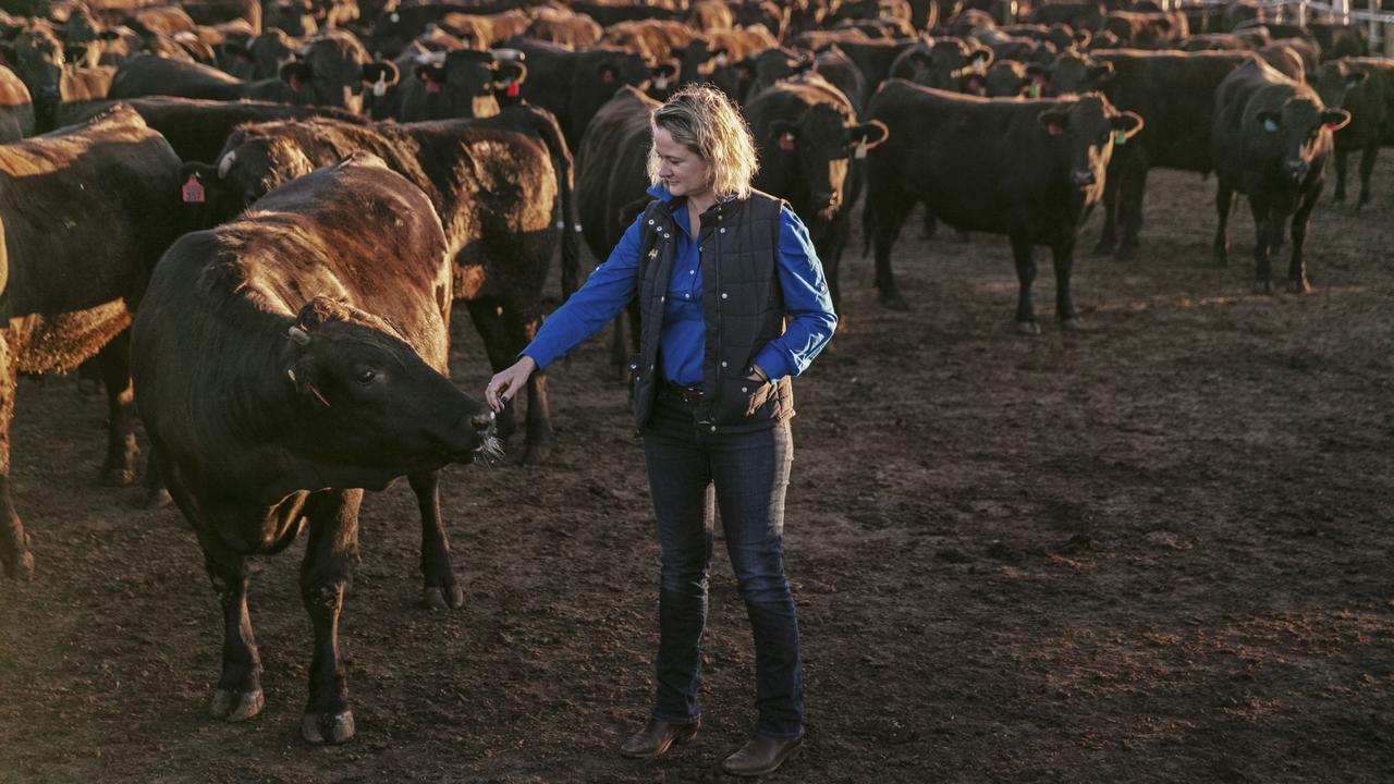 Hands on: Anna Speer inspects cattle at AACo’s Aronui feedlot near Dalby.