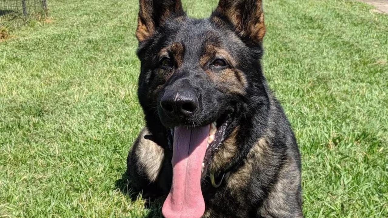 Update after two police dogs found dead