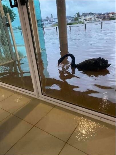 Flood waters in Robina bringing wildlife straight to people's doors. Supplied by Guy Mason.