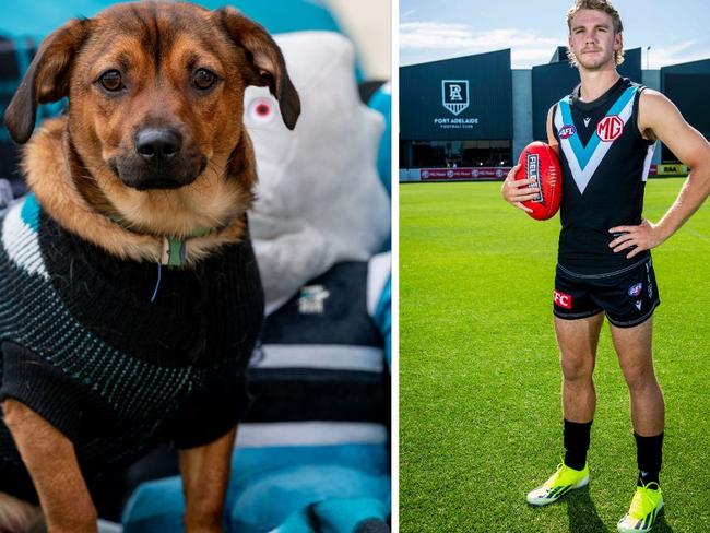 Hundreds of diehard Port fans have tossed their hat in the ring to win a signed pair of Jason Horne-Francis’ footy boots, including an adorable dachshund named Jason.