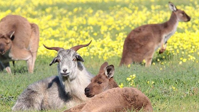 Gary the goat with his kangaroo mates in Seaford Meadows.