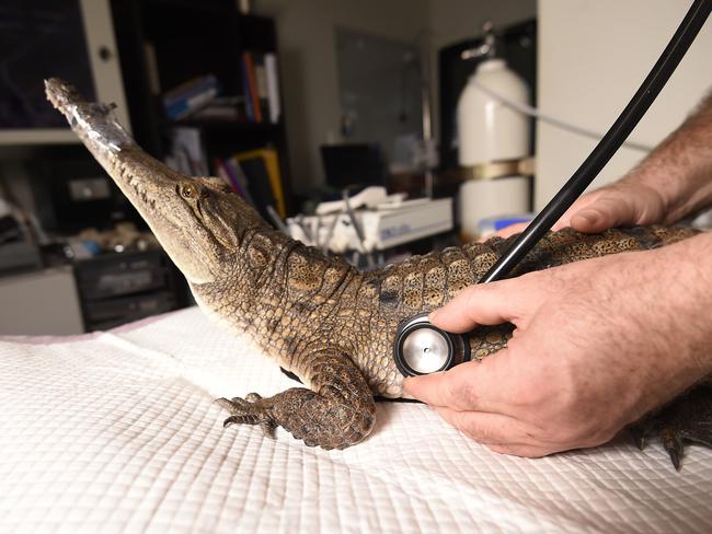 Animal Park head vet Steven Cutter, is seen examining a fresh water crocodile in Yarrawonga, Wednesday, March 1, 2019. Cutter is an avid volunteer and has introduced programs to help prisonersPicture: Keri Megeus