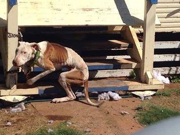 The photo of this dog, said to be taken in Chinchilla this week, has caused a stir both in the Western Downs and on social media. Picture: Facebook.