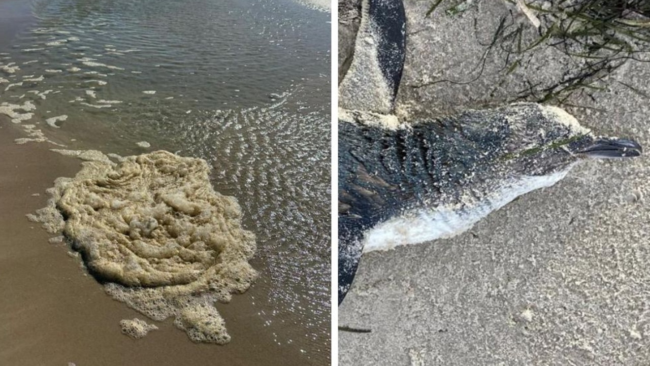 Horror discoveries at popular beaches