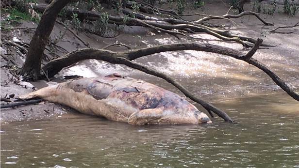 Dugong found along Upper Mary River on September 12, 2020. Picture: WWF