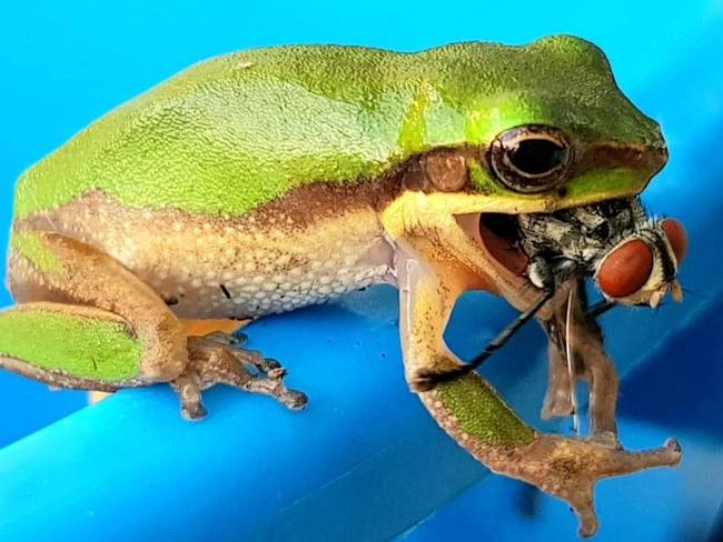 Katrina Stewart took this photo of a tiny tree frog struggling to eat a fly, little smaller than itself.