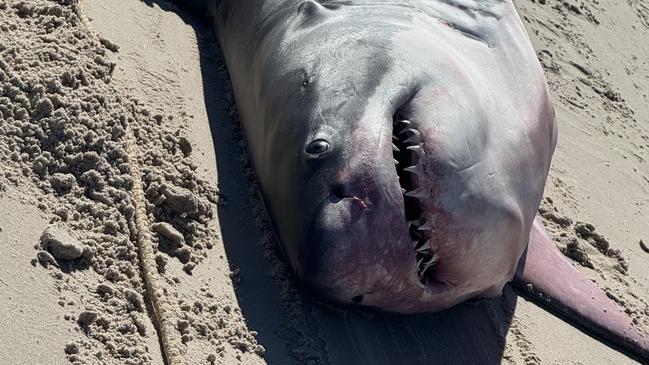 A male Great White shark has washed up on to Henley Beach this morning. Picture Casey Treloar/7NEWS