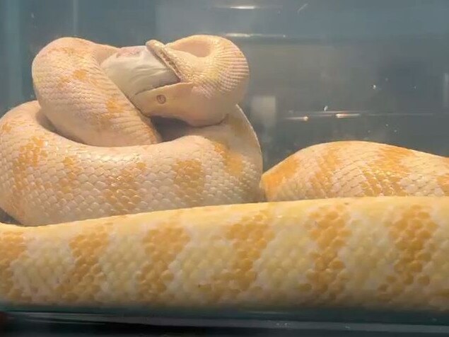A shot from the video of Anthony Mather's albino python eating a rat. His snake has been missing for months.