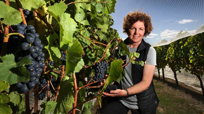 Moores Hill Winery: Bottling sunshine by the Tamar | The Weekly Times