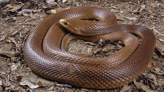 Preserving the venom on the site can help medical staff identify the snake.