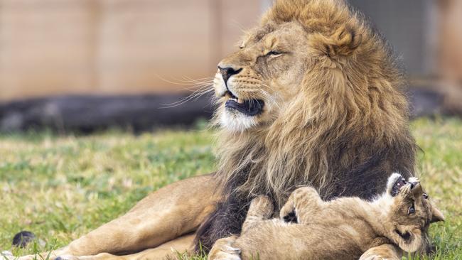 Lwazi playing with one of the three new lion cubs. Picture: Rick Stevens