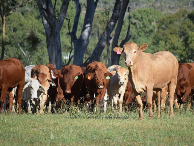 Central Qld farmer up for huge award for sustainable practices